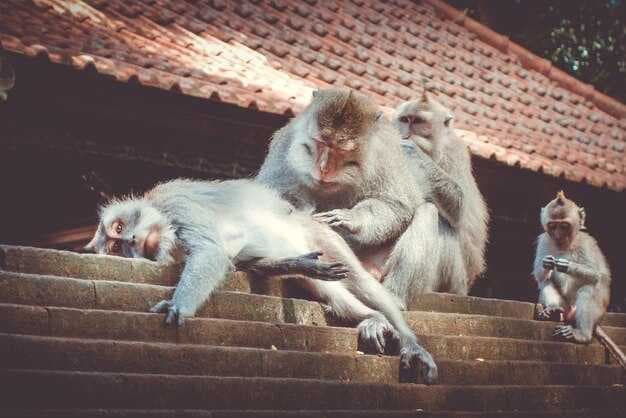 Flying Monkeys & Narcissism - Meaning, Examples & How to Respond