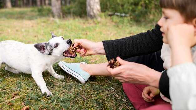 Teach acceptable chew items to your dog